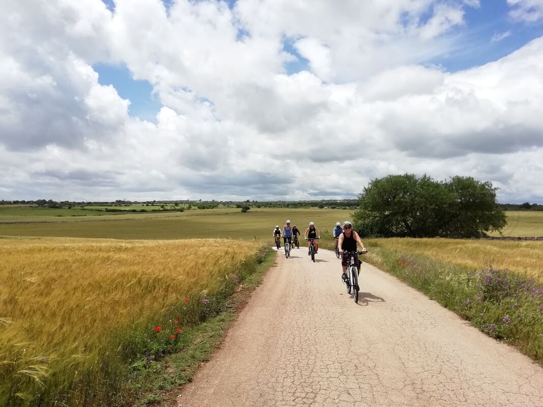 Gruppo di ciclisti su una strada di campagna tra i campi di grano in Puglia
