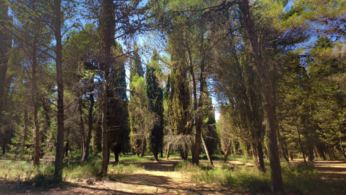 Pini e sentieri nella Foresta Mercadante a Cassano delle Murge