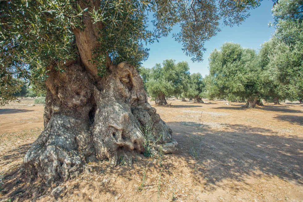 Un ulivo millenario nella piana degli ulivi secolari